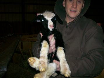 lambs